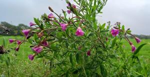 Great Willowherb