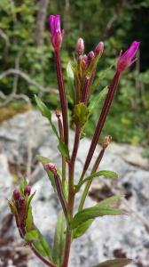 Hoary Willowherb