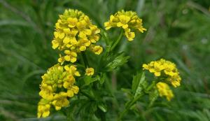 Wintercress