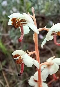 Round-leaved Wintergreen