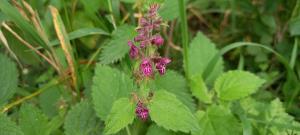 Hedge Woundwort