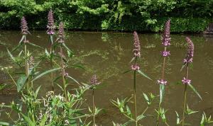 Marsh Woundwort