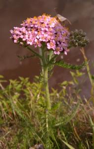 Yarrow