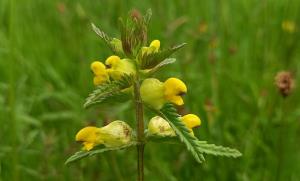 Yellowrattle