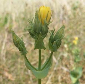 Yellow-wort