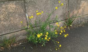 Narrow-leaved Ragwort