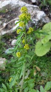 Marsh Yellowcress