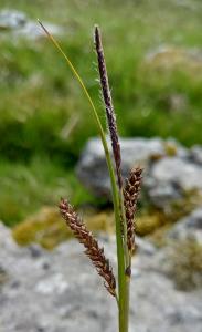 Glaucous Sedge