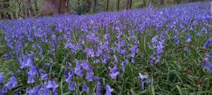 English Bluebell