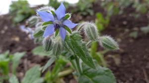 Borage