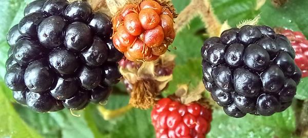 Blackberry, brambleberry, food, freshness, fruit, leaves, raspberry