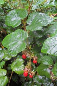 Creeping Chinese Bramble