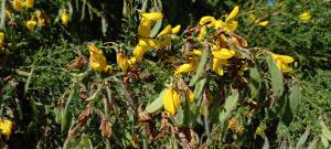 Common Broom