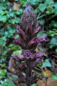 Ivy Broomrape