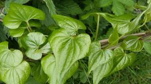 Black Bryony