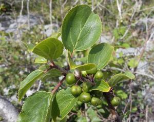 Purging Buckthorn