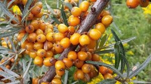 Sea Buckthorn