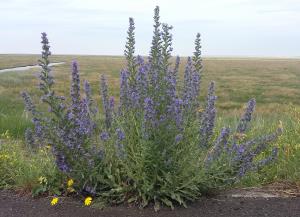 Viper's Bugloss