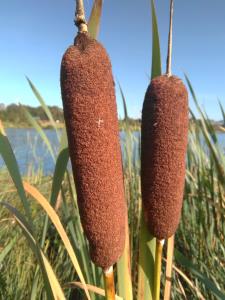 Common Bulrush