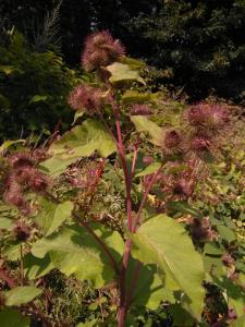 Greater Burdock