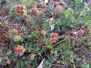 Salad Burnet