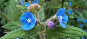 Green Alkanet