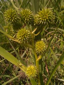 Branched Bur-reed