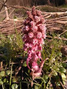 Butterbur