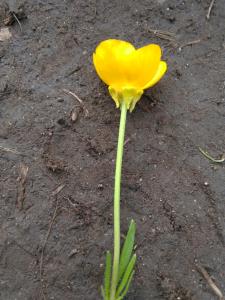 Bulbous Buttercup