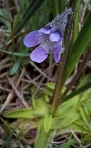 Common Butterwort