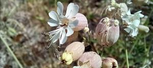 Bladder Campion