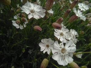 Sea Campion