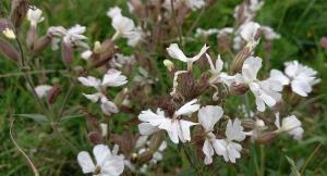 White Campion