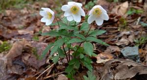 Wood Anemone