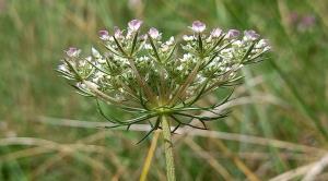 Wild Carrot