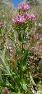 Common Centaury