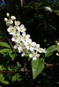 Bird Cherry