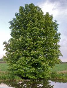 Horse Chestnut