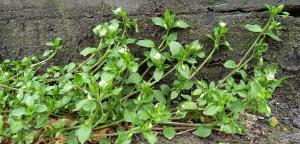 Common Chickweed