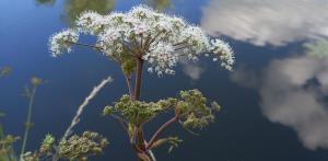 Wild Angelica